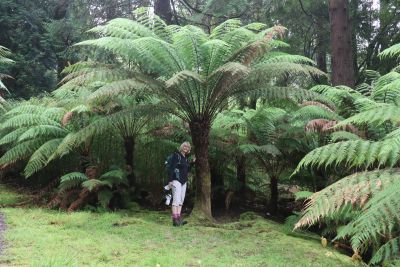 Doon Cottage Images derreen gardens treefirn authentic Irish cottage Kerry Way Tahilla