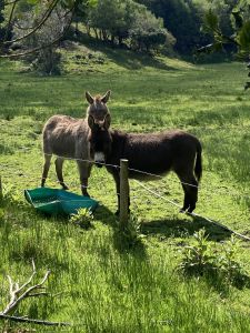 Doon Cottage Images donkeys2 authentic Irish cottage Kerry Way Tahilla