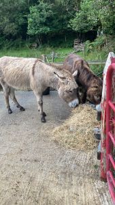 Doon Cottage Images donkeys4 authentic Irish cottage Kerry Way Tahilla