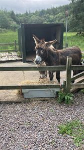 Doon Cottage Images donkeys5 authentic Irish cottage Kerry Way Tahilla