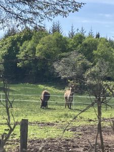 Doon Cottage Images donkeys6 authentic Irish cottage Kerry Way Tahilla