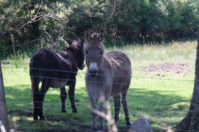 Doon Cottage Images donkeys authentic Irish cottage Kerry Way Tahilla